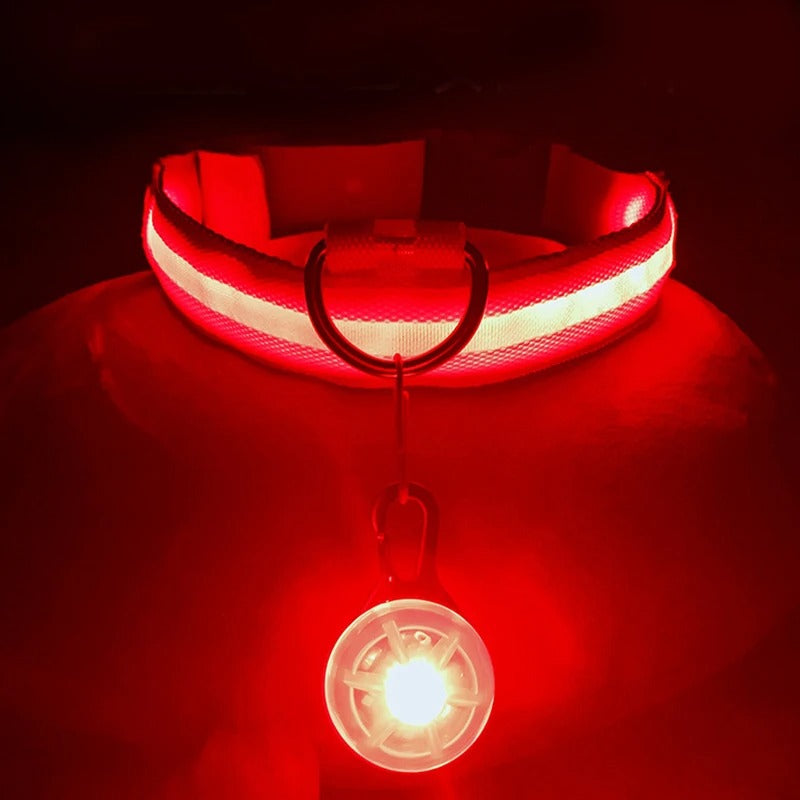 Best USB Rechargeable LED Collar in USA