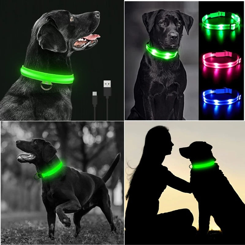 Best USB Rechargeable LED Collar in USA