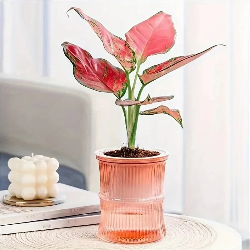 Best Self-Watering Hydroponic Flower Pot in  USA